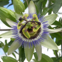 Passionsblume - Exotik im Handumdrehen