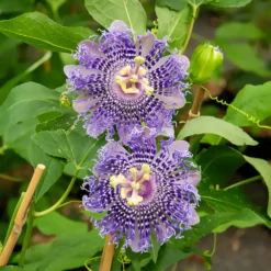 Passionsblume Fata Confetto - Exotik schnell im Garten