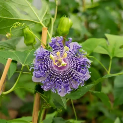 Passionsblume Fata Confetto - Exotik schnell im Garten