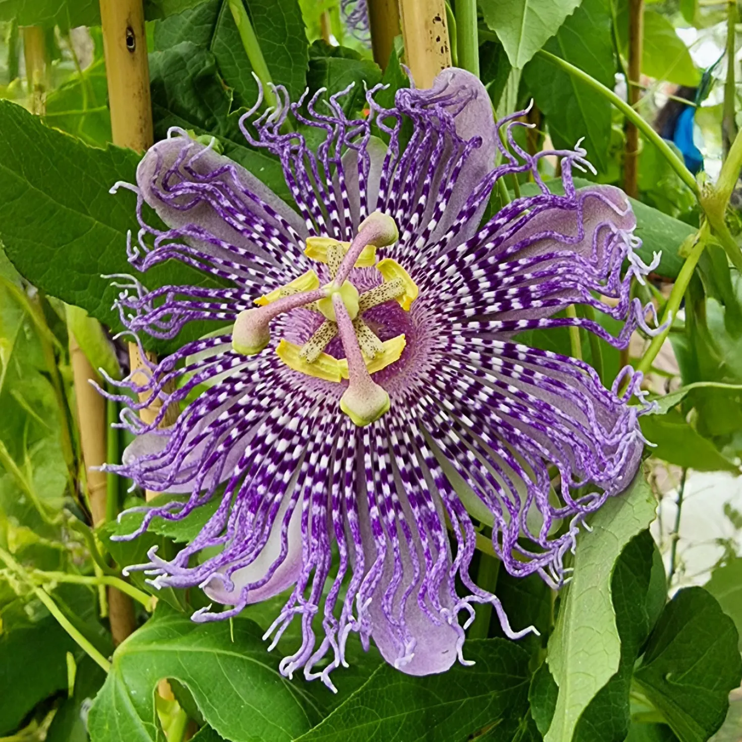 Passionsblume Fata Confetto - Exotik schnell im Garten