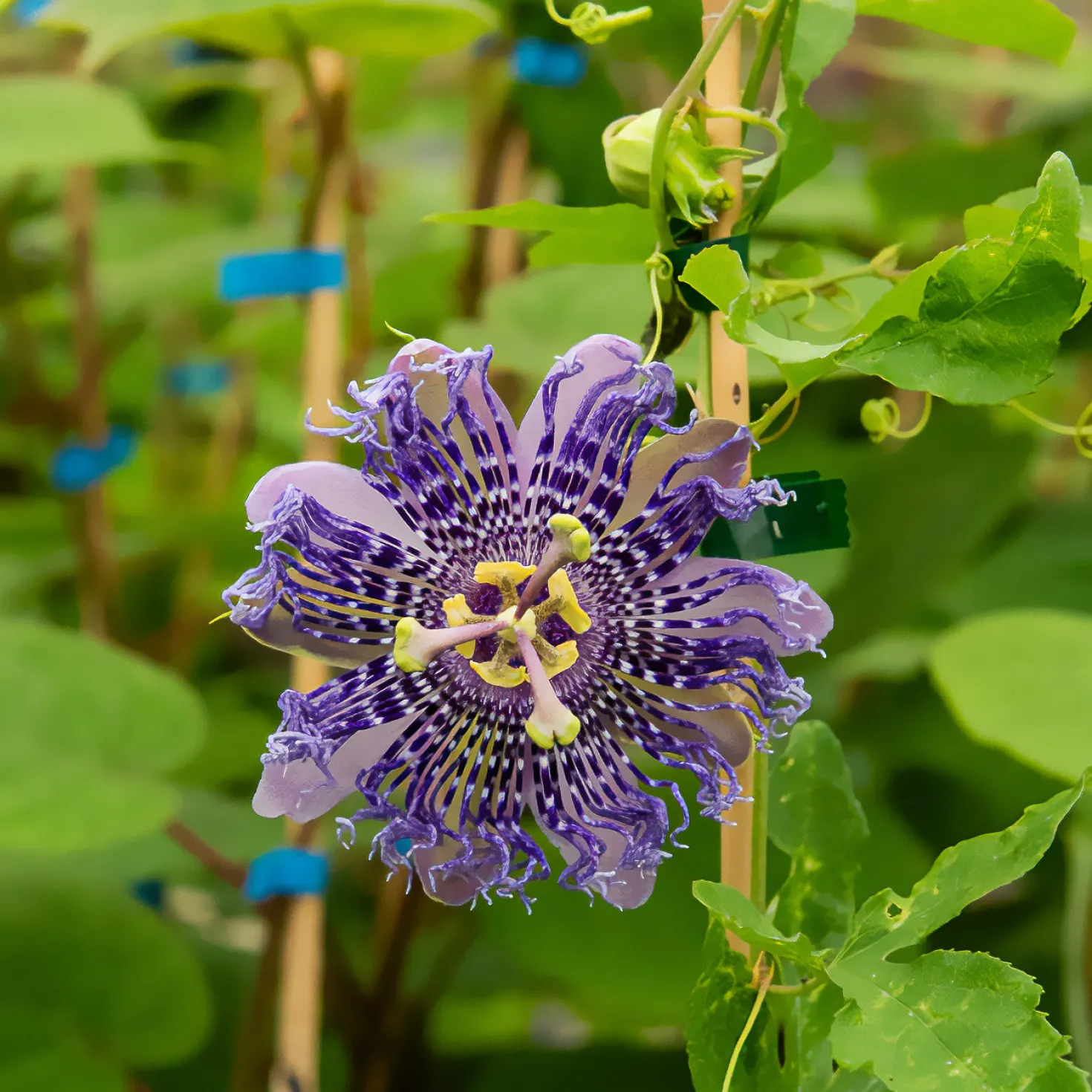 Passionsblume Fata Confetto - Exotik schnell im Garten