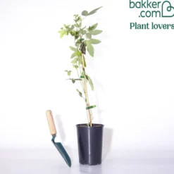 Passionsblume 'Purple Rain' - Exotik für Balkon und Garten