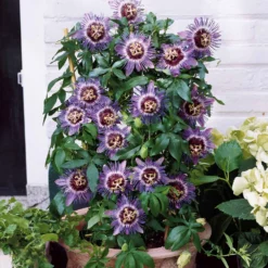 Passionsblume 'Purple Rain' - Exotik für Balkon und Garten