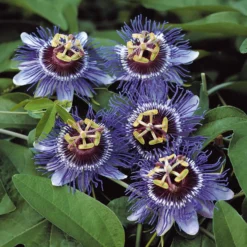 Passionsblume 'Purple Rain' - Exotik für Balkon und Garten
