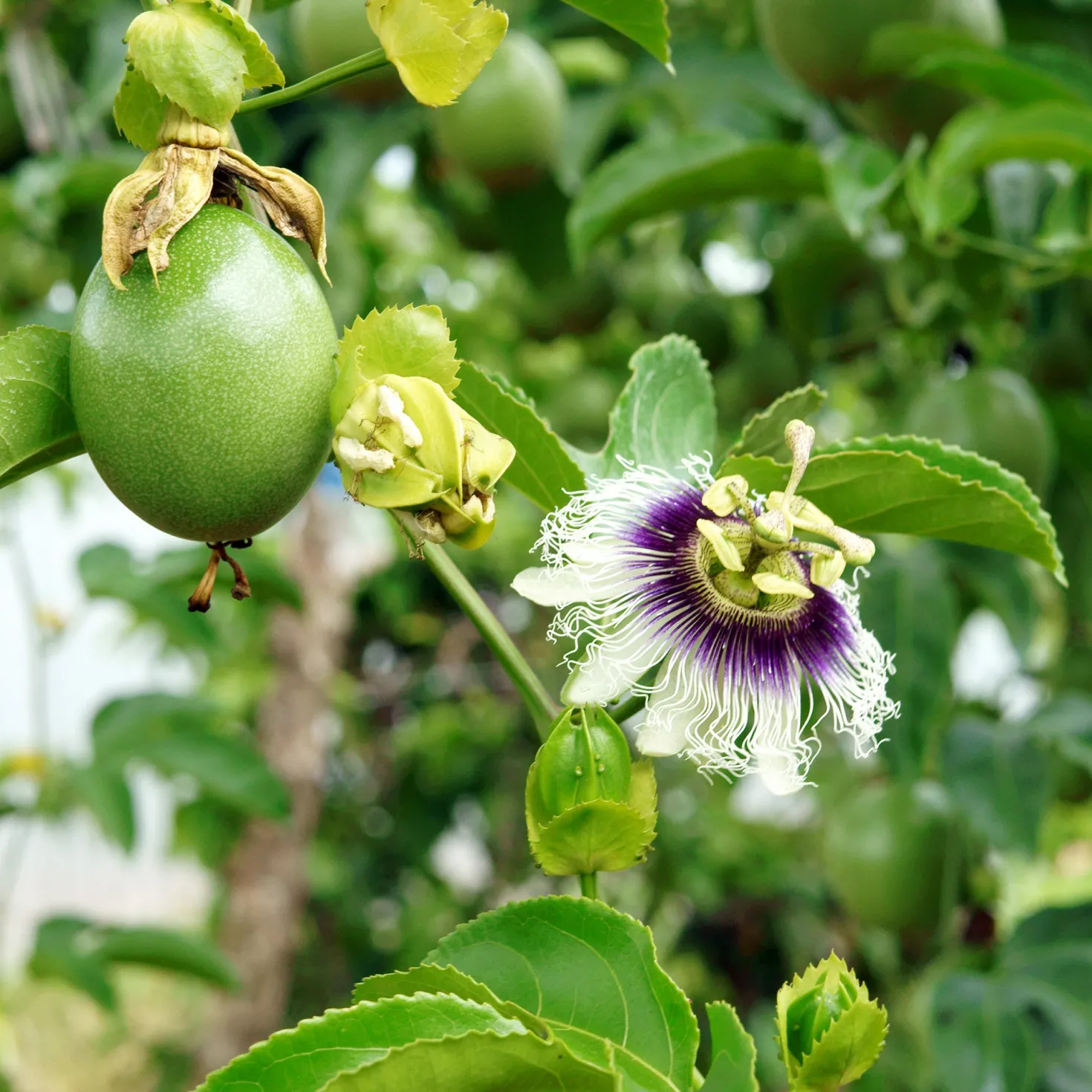 Passionsfrucht (Grenadille) - Exotische Früchte selbst geerntet
