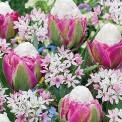 Pastelfarbene Tulpen Ice Cream und Zierlauch Blumenzwiebel Mischung (x15) - Pastellzauber im Frühling