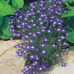 Pastell-Blumen Mischung (x3) - Zarte Farben, sofort schön