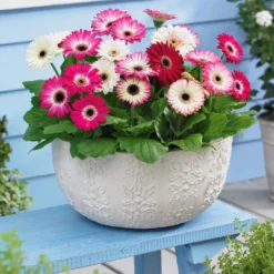 Pastellfarbene Gerbera (x4) - Zarte Farben, sofort schön