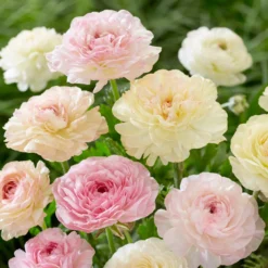 15 pastellfarbene Ranunkeln - Rosenblüten ohne Aufwand