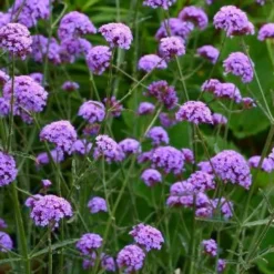 Patagonisches Eisenkraut Royal Dreams - Wolke aus Violett im Beet