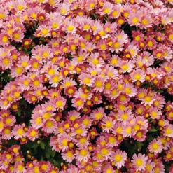 Pazifik-Chrysantheme ‘Bengo Rosa’ - Rosa Blüten ohne Aufwand