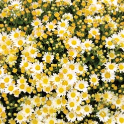 Pazifik-Chrysantheme ‘Bengo Weiß’ - Weiße Blüten bis November