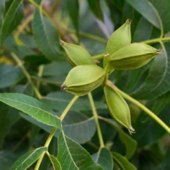 Pekannussbaum - Eigene Pekannüsse ernten