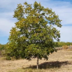 Pekannussbaum - Eigene Pekannüsse ernten