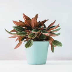 Peperomia Rosso - Sofort mehr Farbe zu Hause
