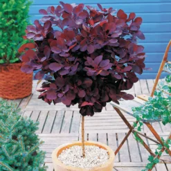 Perückenstrauch Cotinus 'Royal Purple' - Rauchwolke in Purpur