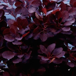 Perückenstrauch Cotinus 'Royal Purple' - Rauchwolke in Purpur