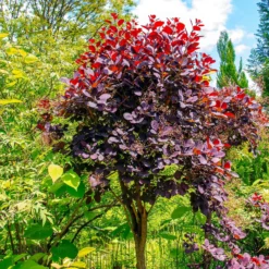 Perückenstrauch Cotinus 'Royal Purple' - Rauchwolke in Purpur