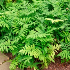Perlfarn (Onoclea sensibilis) - Grün für schattige Ecken