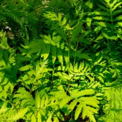 Perlfarn (Onoclea sensibilis) - Grün für schattige Ecken