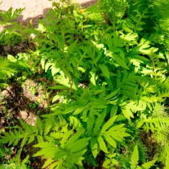 Perlfarn (Onoclea sensibilis) - Grün für schattige Ecken