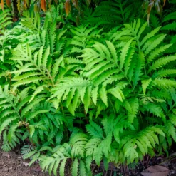Perlfarn (Onoclea sensibilis) - Grün für schattige Ecken