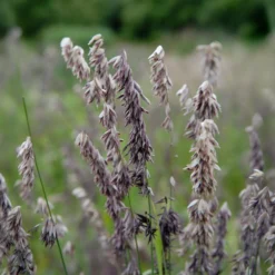 Perlgras Atropurpurea - Purpurwolke im Beet