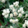 Perlkörbchen Silberregen - Trockenblumen ganz einfach