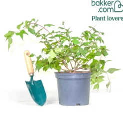 Perlmuttstrauch - Rosa Blütenwolke im Mai