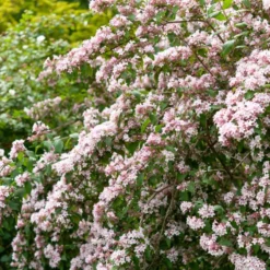 Perlmuttstrauch - Rosa Blütenwolke im Mai