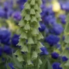 Persische Kaiserkrone 'Ivory Bells' - Elfenbein-Glocken im Beet