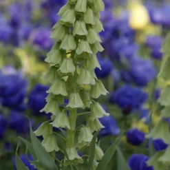 Persische Kaiserkrone 'Ivory Bells' - Elfenbein-Glocken im Beet