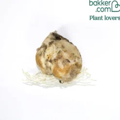 Persische Kaiserkrone 'Ivory Bells' - Elfenbein-Glocken im Beet