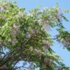 Persischer Flieder - Duftblüten wie ein Flieder