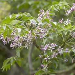 Persischer Flieder - Duftblüten wie ein Flieder