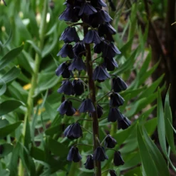 Persische Schachblume - Dunkle Blüten, große Wirkung