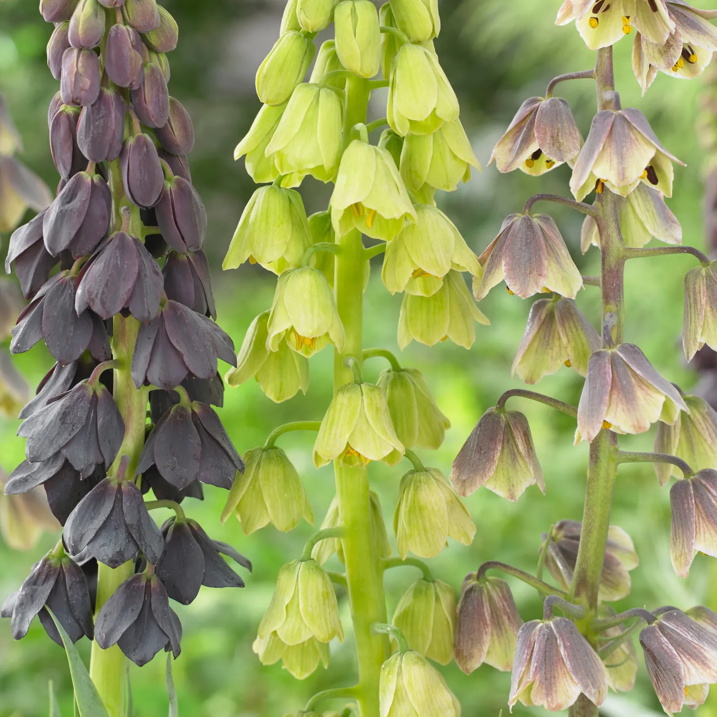 Persische Schachblume - Dunkle Blüten, große Wirkung