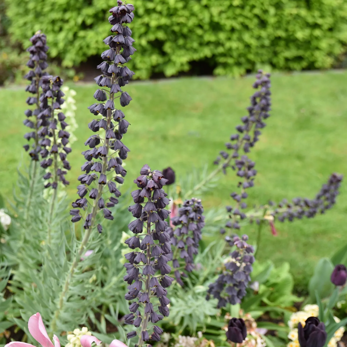 Persische Schachblume - Dunkle Blüten, große Wirkung