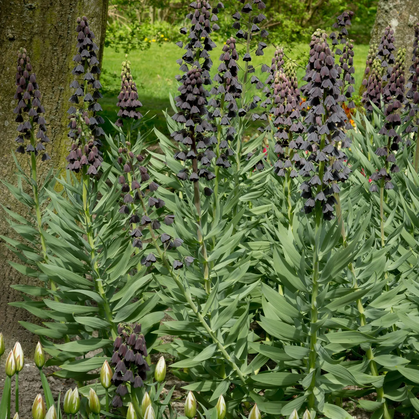 Persische Schachblume - Dunkle Blüten, große Wirkung