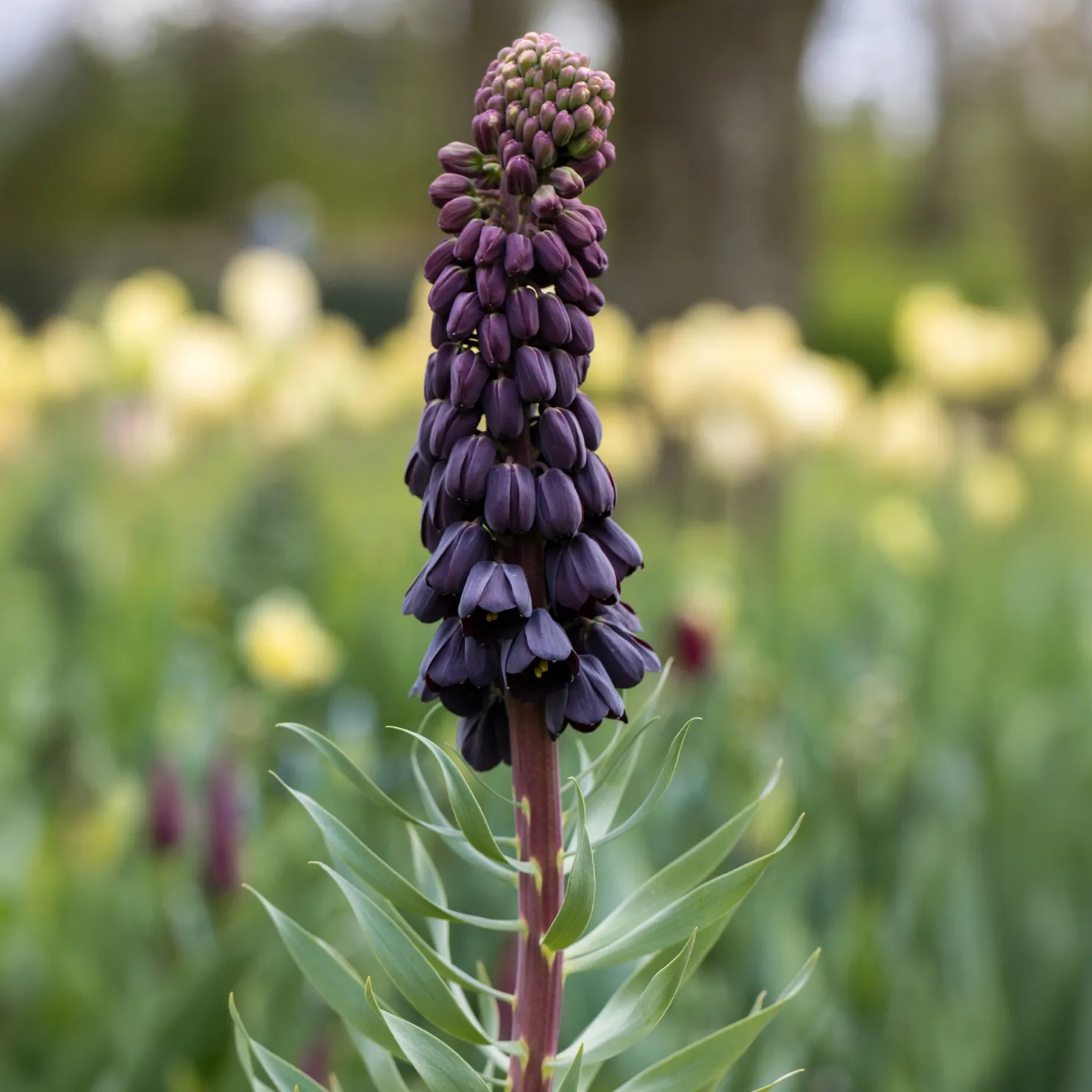 Persische Schachblume - Dunkle Blüten, große Wirkung