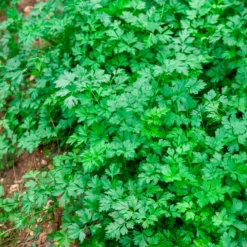 Petersilie ‘Gigante d’Italia’ - Große Blätter, volles Aroma