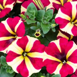 Petunie 'Amore Queen of Hearts' (x3) - Herzblüten den ganzen Sommer