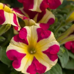 Petunie 'Amore Queen of Hearts' (x3) - Herzblüten den ganzen Sommer