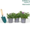 Petunie 'Famous Lavender Blush' (x3) - Sofort blühender Balkon