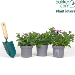 Petunie 'Famous Lavender Blush' (x3) - Sofort blühender Balkon