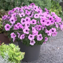 Petunie 'Famous Lavender Blush' (x3) - Sofort blühender Balkon