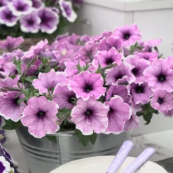 Petunie 'Famous Lavender Blush' (x3) - Sofort blühender Balkon