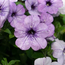 Petunie 'Lavender Sky' (x3) - Sofort blühender Blickfang