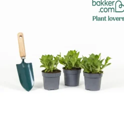 Petunie 'Lavender Sky' (x3) - Sofort blühender Blickfang