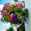 Petunien Mischung 'Alpetunia' (x3) - Blütenkaskade den ganzen Sommer